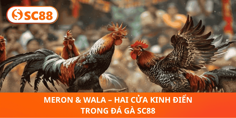 Meron & Wala – Hai Cửa Kinh Điển Trong Đá Gà SC88
